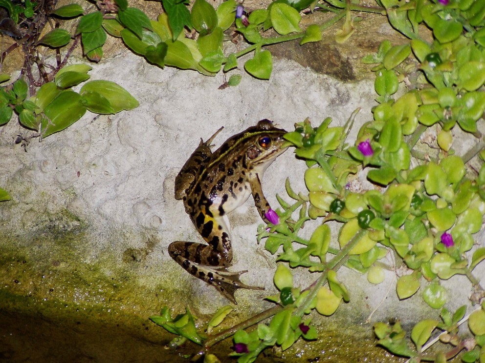 Il Laghetto del Centro di Entomologia - Piombino (LI)